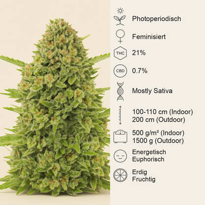 Acapulco Gold feminisiertes Saatgut (Barney's Farm)