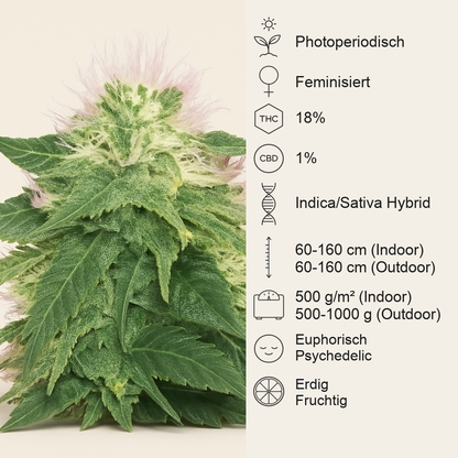 American Pie (Pyramid Seeds) Cannabis-Samen