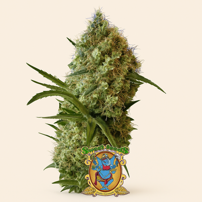 Big Devil Auto (Sweet Seeds) Cannabis-Samen
