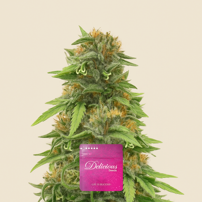 Golosa Early Version Samen feminisiert (Delicious Seeds)