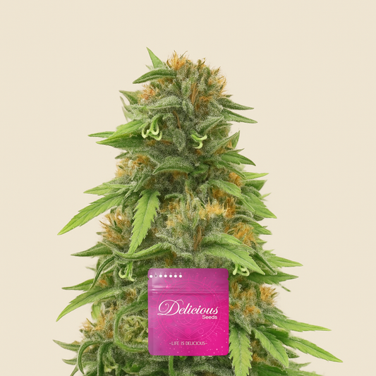 Golosa Early Version Samen feminisiert (Delicious Seeds)