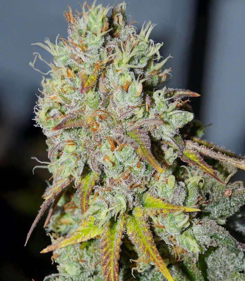 1-800-Cinderella-99 Autoflower Cannabispflanze – Seedkeepers, Foto 3