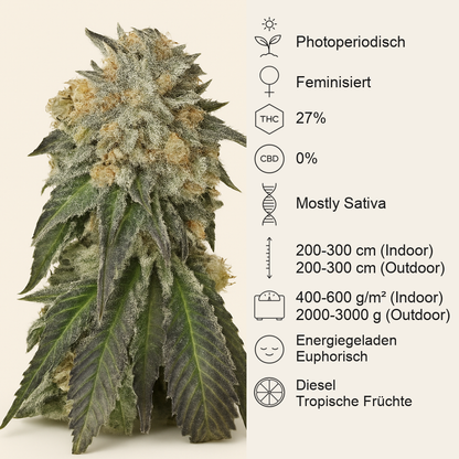 Amherst Sour Diesel (Humboldt Seeds Organization) Cannabis-Samen