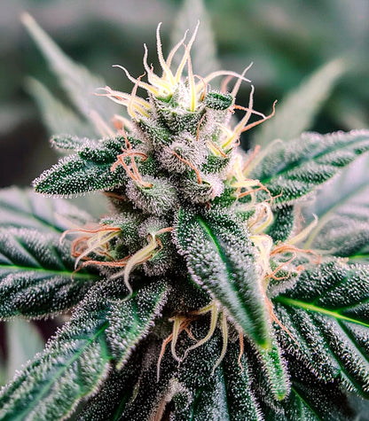 Lemon Cherry Gelato Cannabispflanze – Barney's Farm, Foto 1