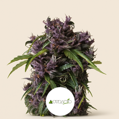 Purple (Pyramid Seeds) Cannabis-Samen