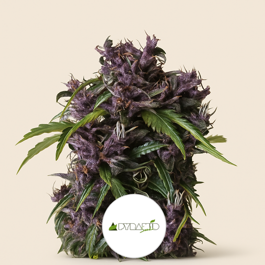 Purple (Pyramid Seeds) Cannabis-Samen