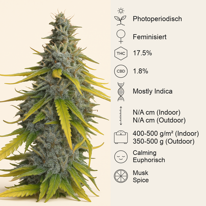 S.A.D. Sweet Afgani Delicious F1 Fast Version (Sweet Seeds) Cannabis-Samen