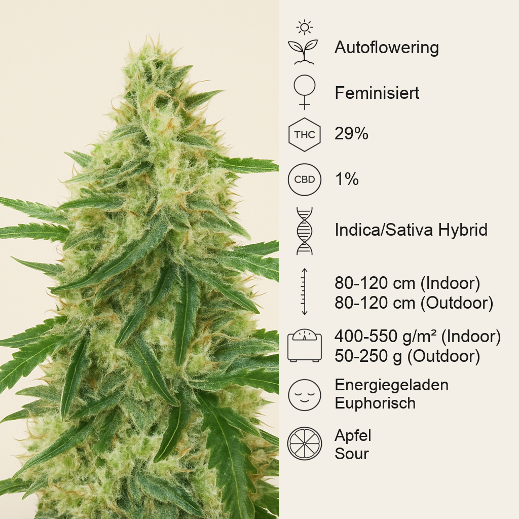 Apple Strudel Auto feminisierte Samen (Fast Buds)