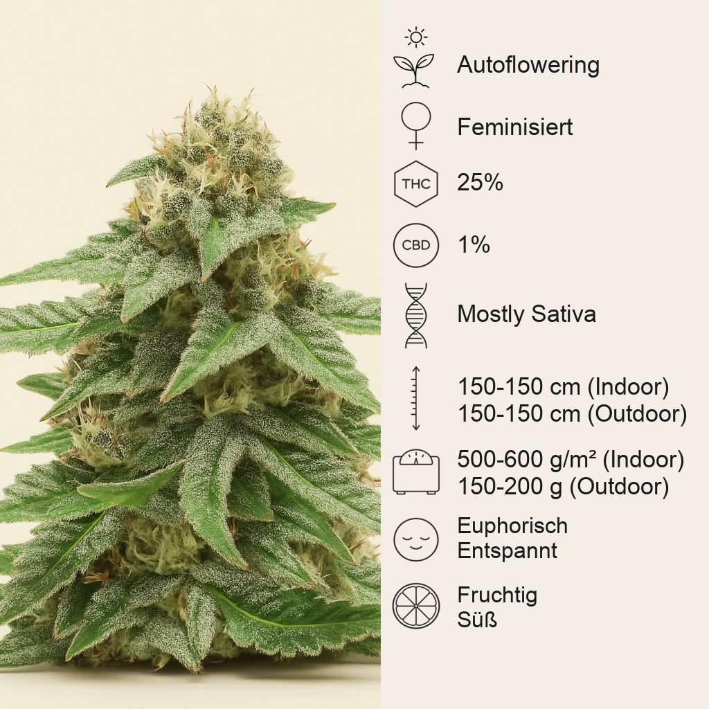 1-800-Cinderella-99 Autoflower feminisierte Samen (Seedkeepers)