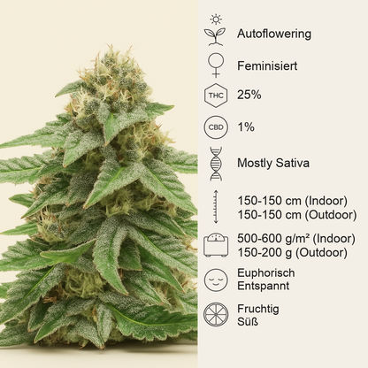 1-800-Cinderella-99 Autoflower feminisierte Samen (Seedkeepers)
