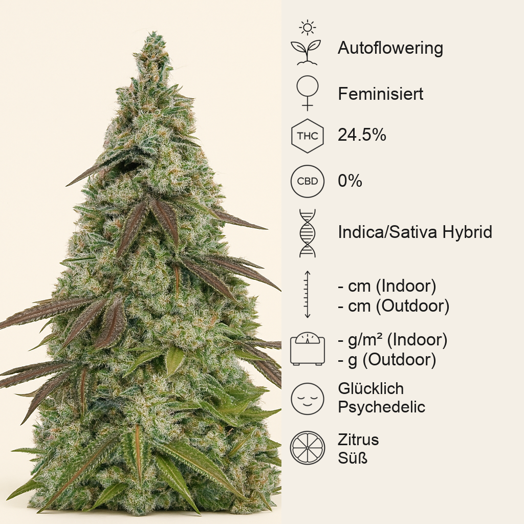 Moby Dick Auto feminisiertes Saatgut (Seedstockers)