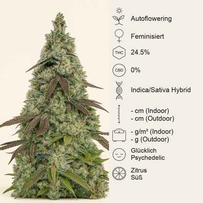 Moby Dick Auto feminisiertes Saatgut (Seedstockers)