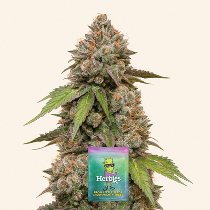 DDoS #33 feminisierte Samen (Herbies Seeds)