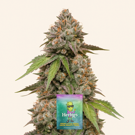 DDoS #33 feminisierte Samen (Herbies Seeds)