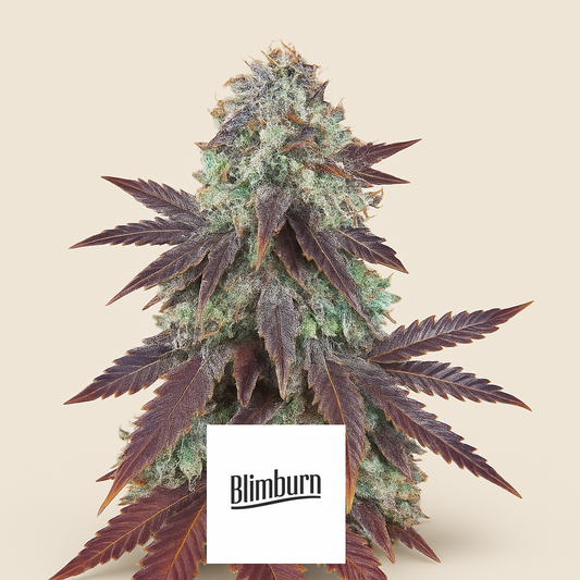 Grizzly Purple Kush (BlimBurn Seeds) Cannabis-Samen