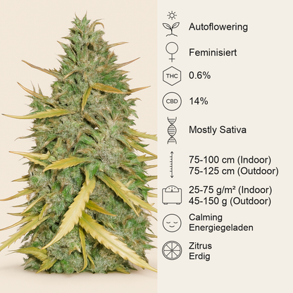 Amnesia CBD Pure Auto Samen feminisiert (Humboldt Seeds Organization)