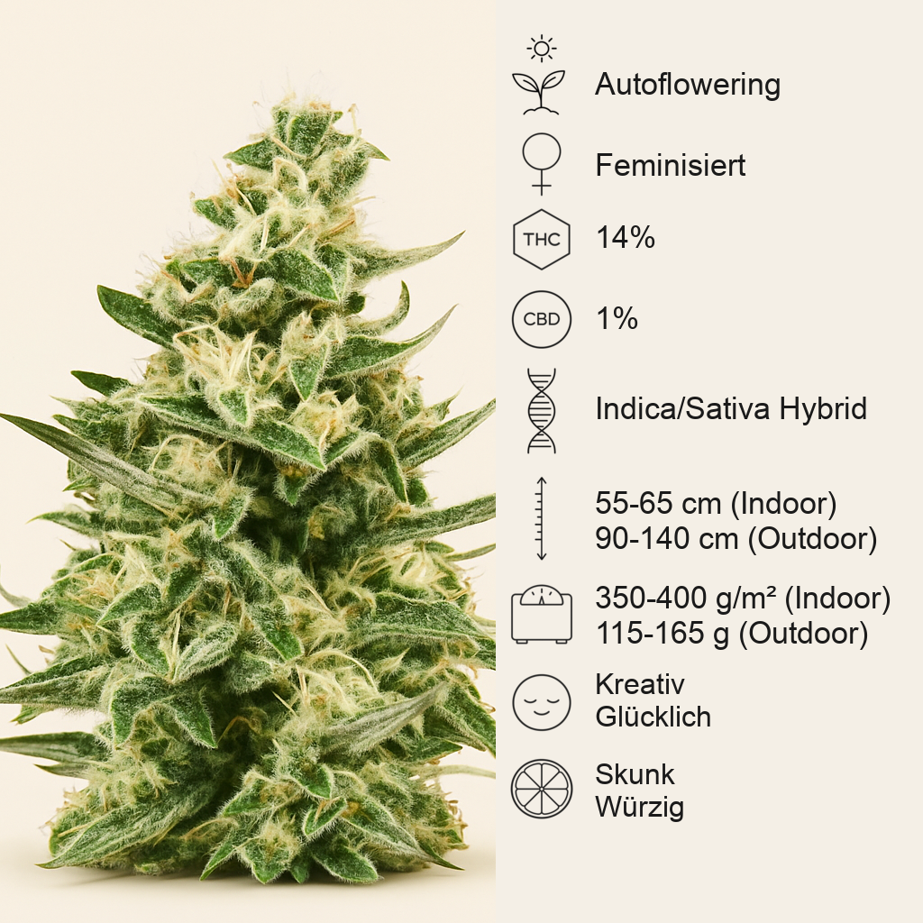 Royal Critical Automatic (RQS) Cannabis-Samen