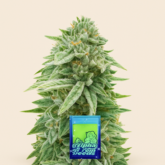 Dozy Doz feminisierte Samen (AlphaFem Seeds)