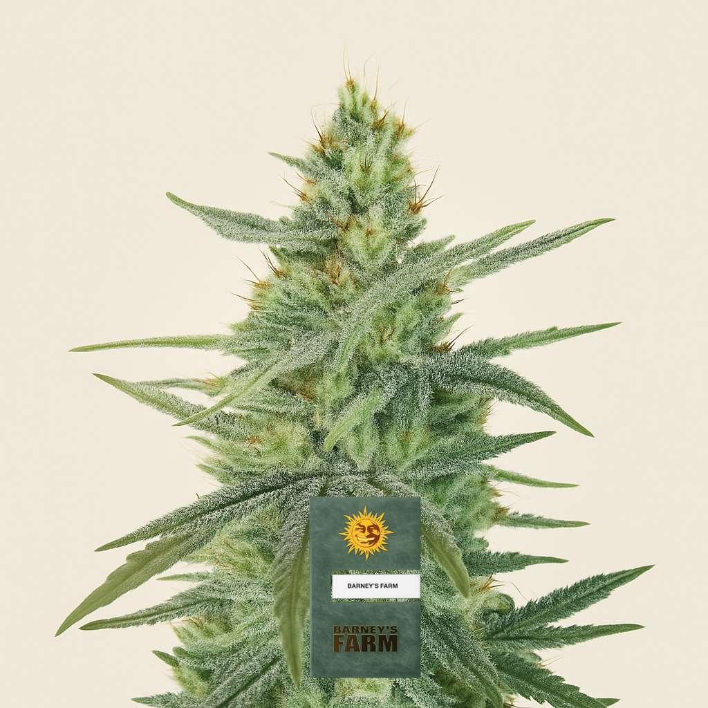 Apple Fritter feminisierte Samen (Barney's Farm)