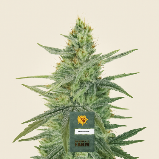 Apple Fritter feminisierte Samen (Barney's Farm)