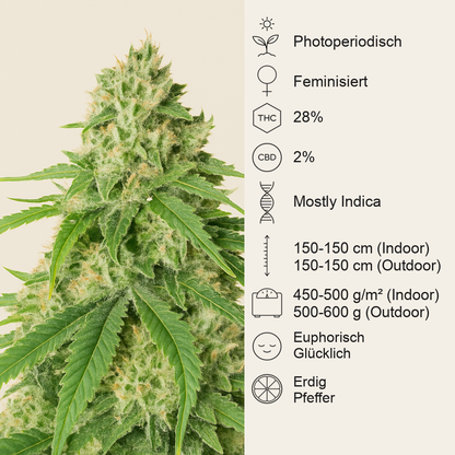 Vitality feminisierte Samen (AlphaFem Seeds)