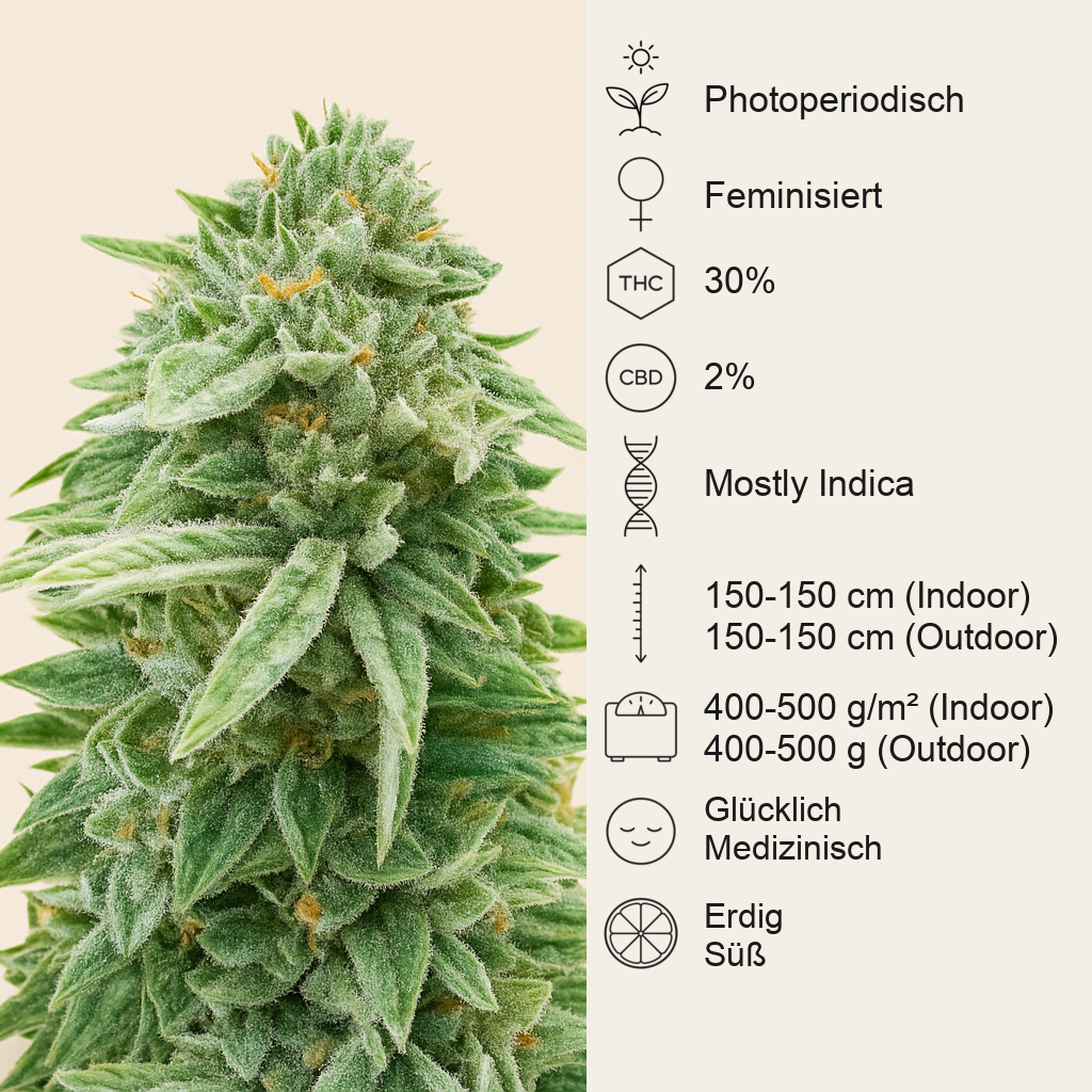 Dozy Doz feminisierte Samen (AlphaFem Seeds)