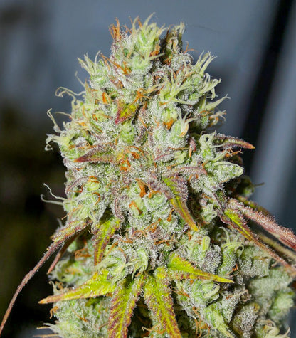 1-800-Cinderella-99 Autoflower Cannabispflanze – Seedkeepers, Foto 6