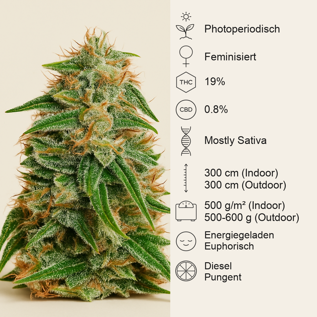 Bc Diesel (BlimBurn Seeds) Cannabis-Samen