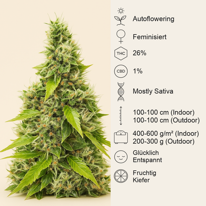 Auto GG#4 Original Glue F1 feminisierte Samen (Seedkeepers)
