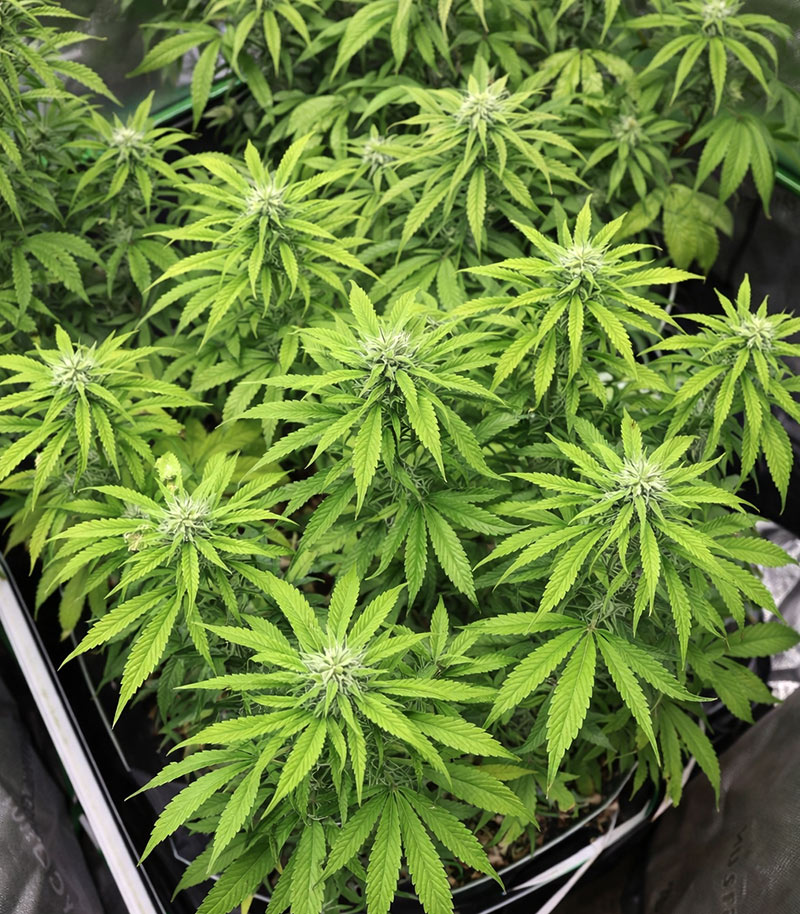 Super Lemon Cloud Auto Cannabispflanze – Herbies Seeds, Foto 5