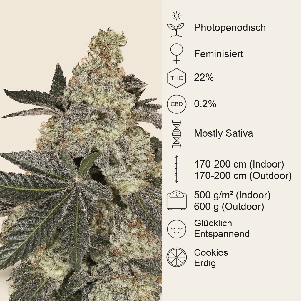 Girl Scout Cookies (BlimBurn Seeds) Cannabis-Samen
