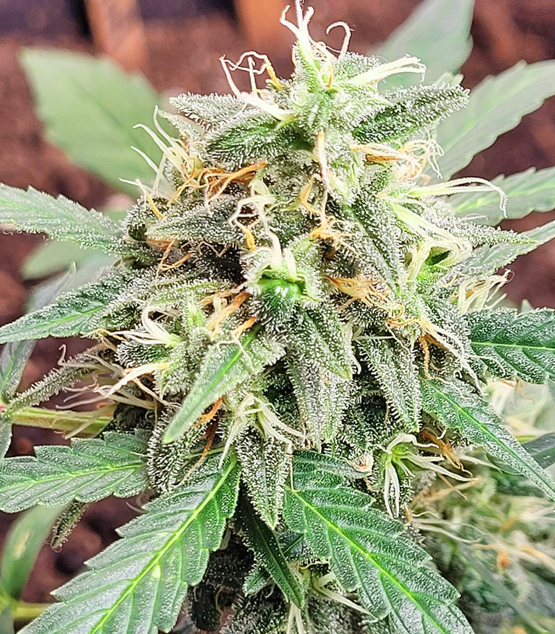 Purple Juice Auto Cannabispflanze – Herbies Seeds, Foto 5