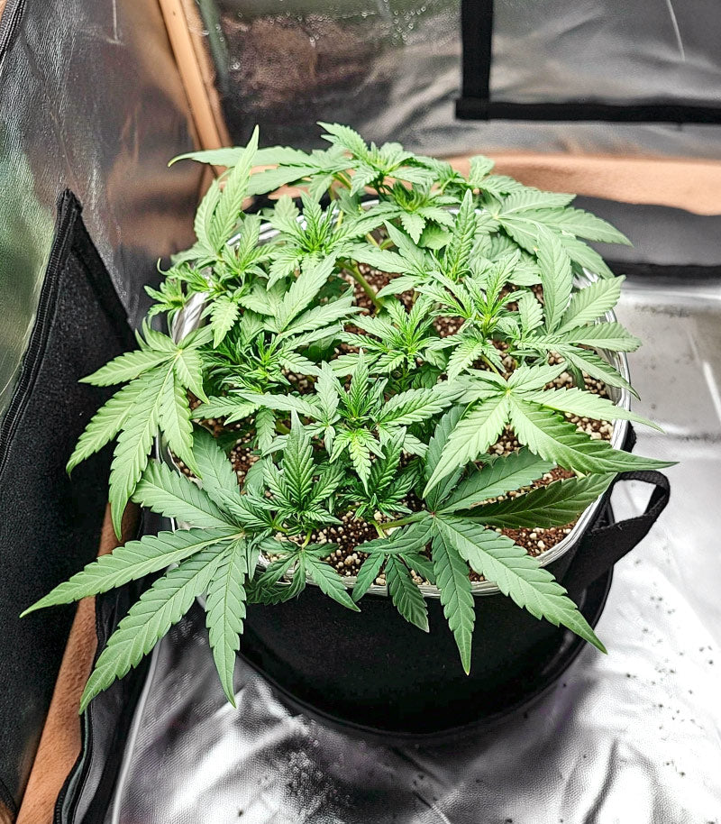 Zoap Cannabispflanze – Barney's Farm, Foto 2
