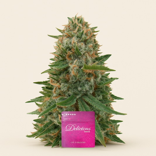 Sugar Black Rose Early Version feminisiertes Saatgut (Delicious Seeds)