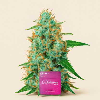 Critical Neville Haze 2.0 (Delicious Seeds) Cannabis-Samen