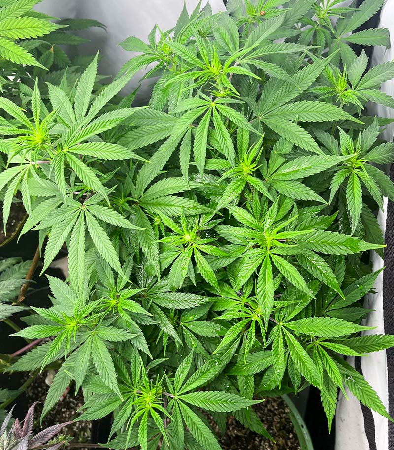 Purple Lemonade Fast Flowering Cannabispflanze – Fast Buds, Foto 6