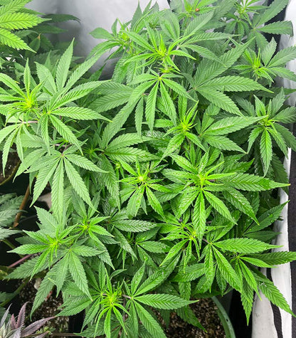 Purple Lemonade Fast Flowering Cannabispflanze – Fast Buds, Foto 6