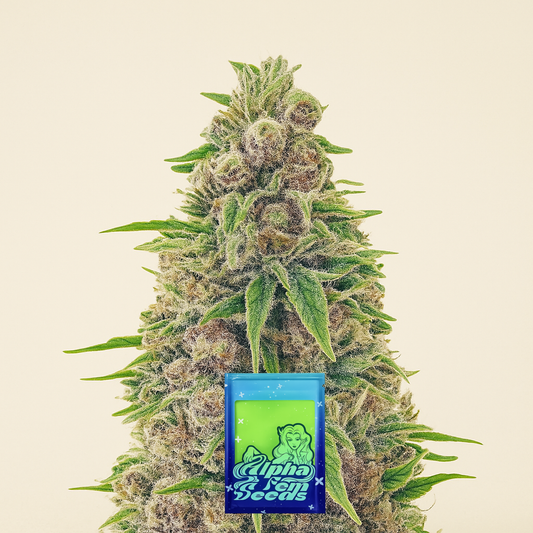 Totally Alpha OG feminisierte Samen (AlphaFem Seeds)