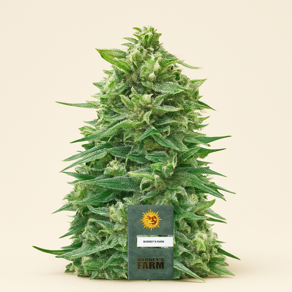 Watermelon Z Auto Samen feminisiert (Barney's Farm)