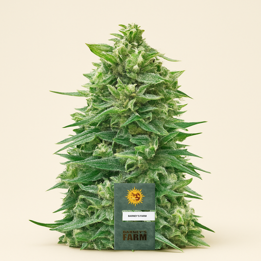 Watermelon Z Auto Samen feminisiert (Barney's Farm)
