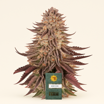 Mimosa x Orange Punch feminisierte Samen (Barney’s Farm)