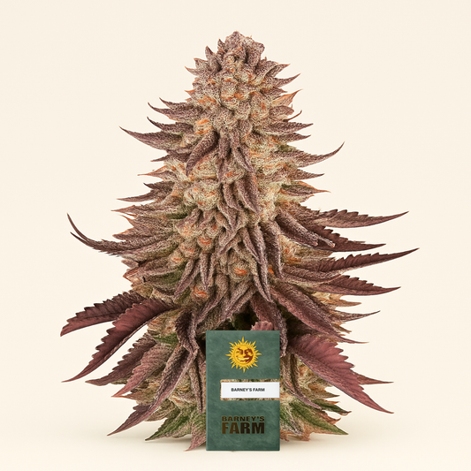 Mimosa x Orange Punch feminisierte Samen (Barney’s Farm)