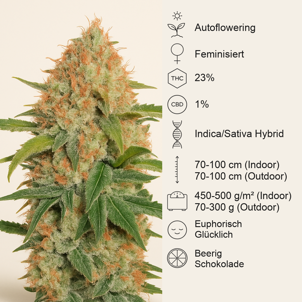 Z Auto (Fast Buds) Cannabis-Samen