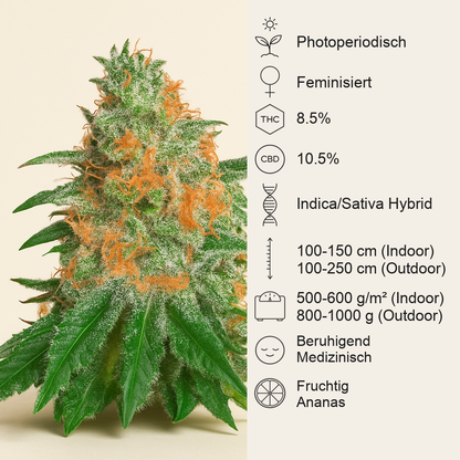 CBD JAM (Delicious Seeds) Cannabis-Samen