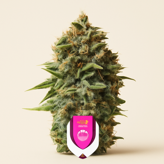 Pineapple Kush (RQS) Cannabis-Samen