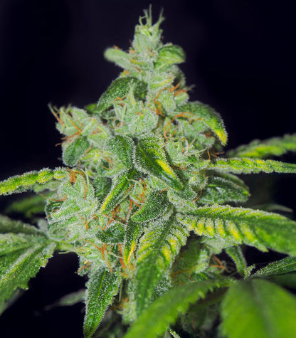 Sensi #32 Cannabispflanze – Sensi Seeds, Foto 3