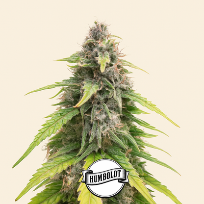 OG Kush Autoflower feminisierte Samen (Humboldt Seed Company)