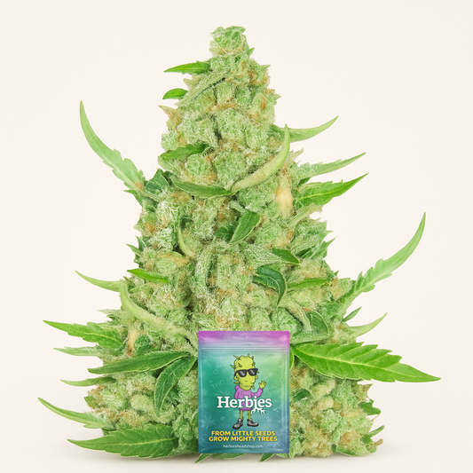 Sour Diesel Auto feminisierte Samen (Herbies Seeds)