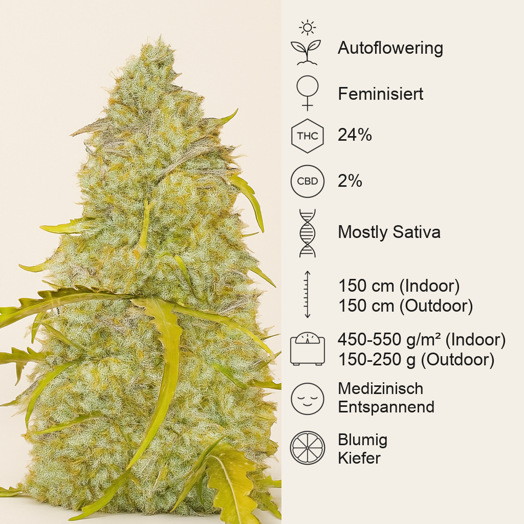 Black Herer Autoflower feminisierte Samen (EGS)