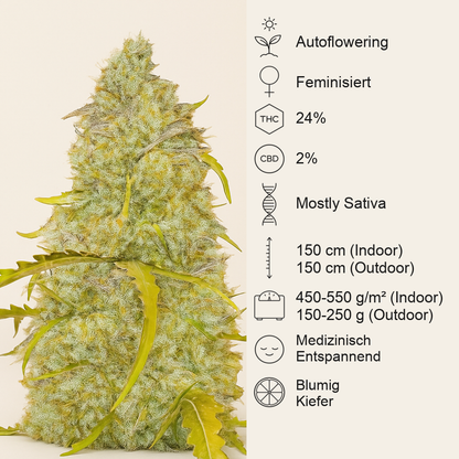 Black Herer Autoflower feminisierte Samen (EGS)